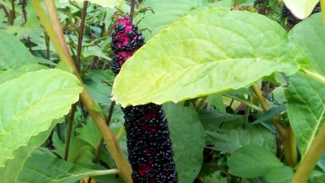 Лаконос осенью смотреть онлайн