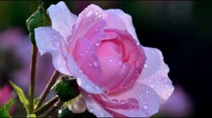 Баллада для Аделины (Ричард Клайдерман)