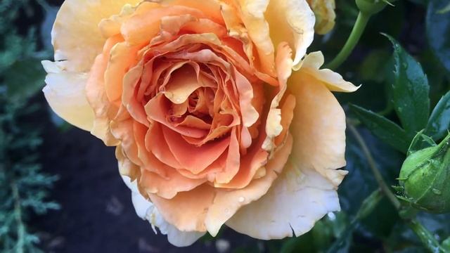 Rose Goldelse смотреть онлайн