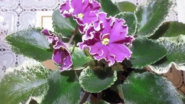 Сортовая фиалка ЛЕ-Оксана.Цветение,сортовые признаки и особенности сорта. смотреть онлайн