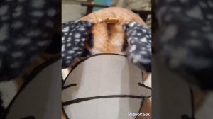 Шлëпа и хорошие пельмени! ?