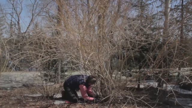 Осенняя обрезка кустарников. Всё что нужно знать о формировании красивого куста смотреть онлайн