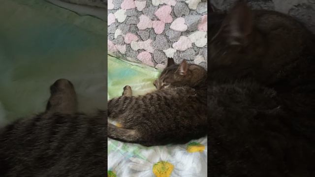 Кошки сиротки Варя и Римка в домашнем приюте смотреть онлайн