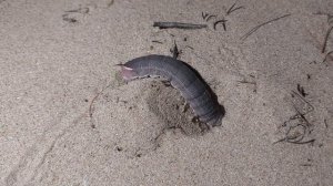 Песчаный червь