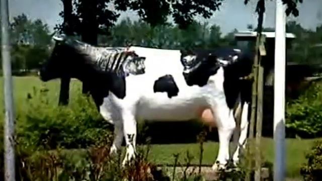 KRONE SWADRO.Кормоуборочная техника фирмы Krone смотреть онлайн