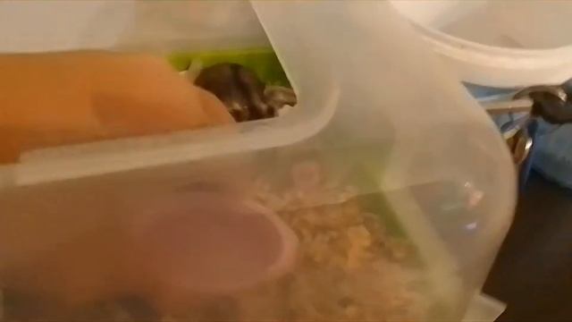 Опять вечер ХОМОК?у всех хомячат открылись глазки??