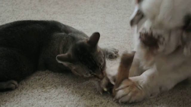 Кламбер Спаниель и Пикси-Боб смотреть онлайн