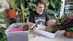 КАК ПЕРЕСАДИТЬ КАЛАТЕЮ?//КОРНИ МОНСТРЫ//Грунт на скорую руку.