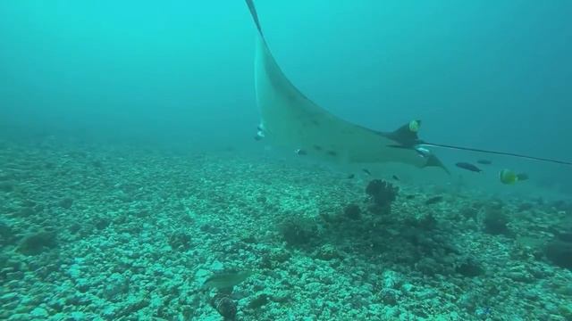 Manta Airstrip in Komodo! смотреть онлайн