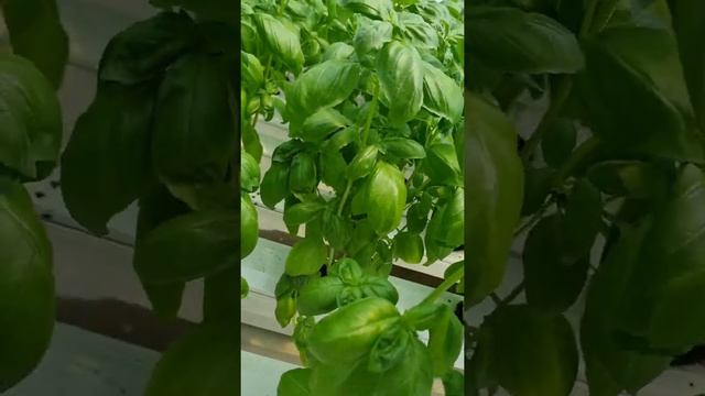 Базилик Лучано на гидропонике и аэропонике!!! смотреть онлайн
