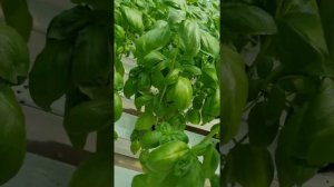 Базилик Лучано на гидропонике и аэропонике!!!