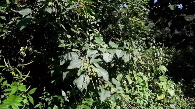 Boehmeria macrophylla смотреть онлайн