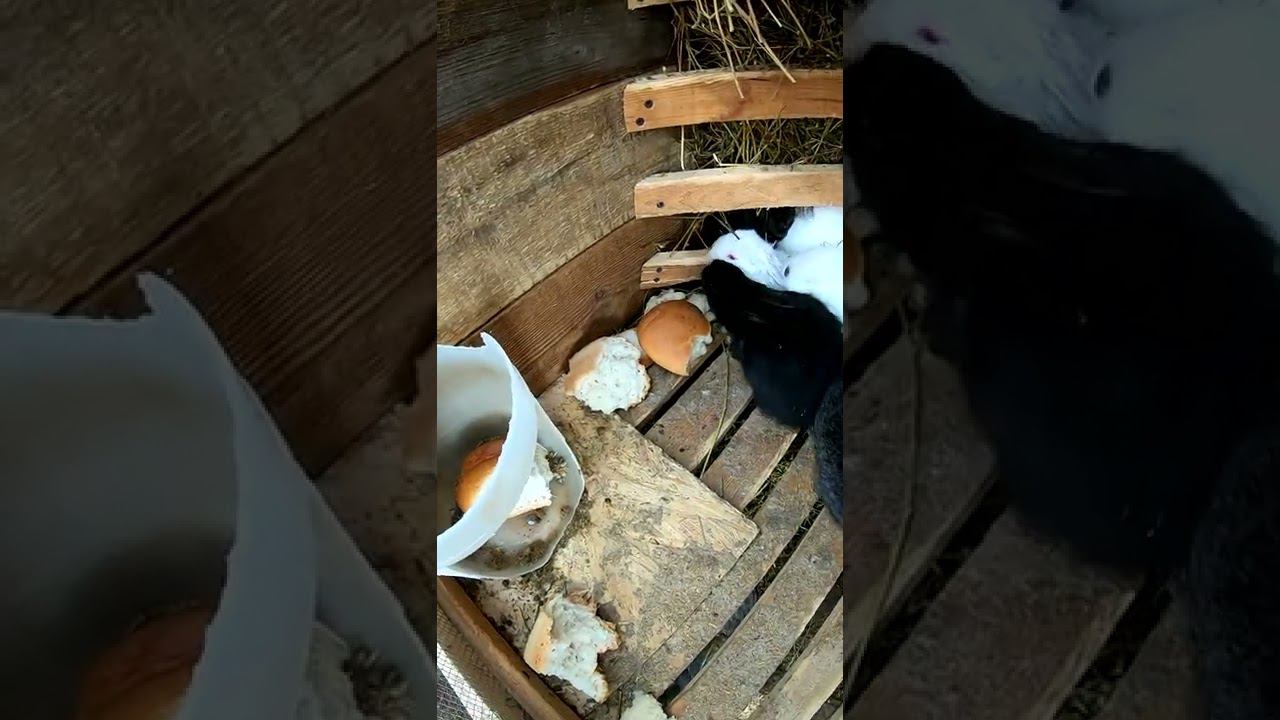 Крольчата ПЕРЕЕХАЛИ смотреть онлайн