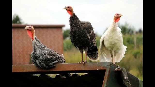 Индюки смотреть онлайн