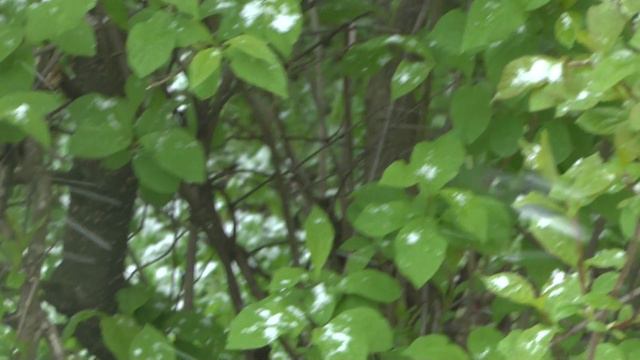 1. Степан Кузнецов, Иосиф Бродский. Колыбельная. Voci di ricci