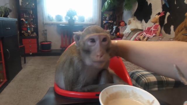 Завтрак (яванский макак Семён) смотреть онлайн