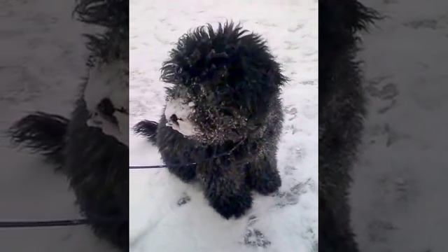 Собака породы Пули (Puli) смотреть онлайн