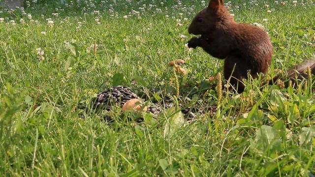 Кто страшнее белка или бурундук смотреть онлайн