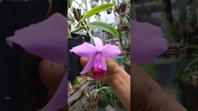 Laelia praestans смотреть онлайн