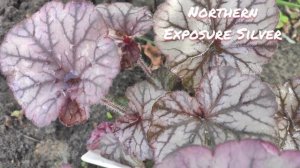Гейхера сорт Northern Exposure Silver окрас в июне