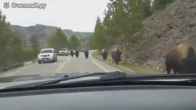 Зубры на дороге