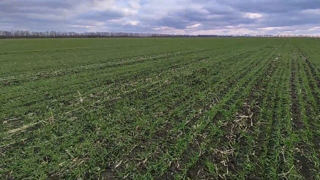 Посев пшеницы по пшенице смотреть онлайн