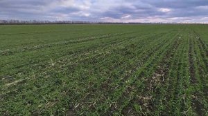 Посев пшеницы по пшенице