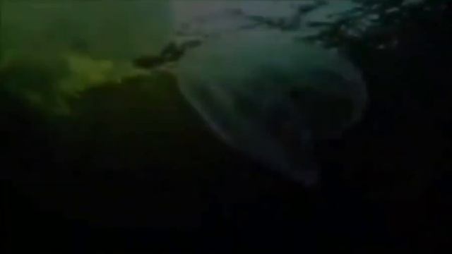 Удивительные морские животные, которых вы еще не видели # 2 смотреть онлайн