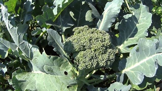 Почему брокколи уходит в цвет и что делать смотреть онлайн