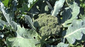 Почему брокколи уходит в цвет и что делать