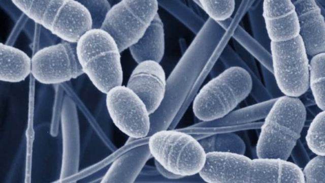 Грибы вокруг нас