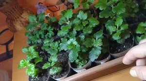 ХРИЗАНТЕМЫ МУЛЬТИФЛОРА В ЯНВАРЕ.