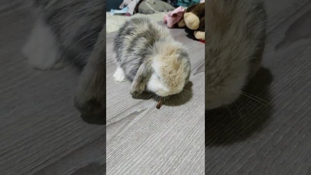 вислоухий карликовый баран смотреть онлайн