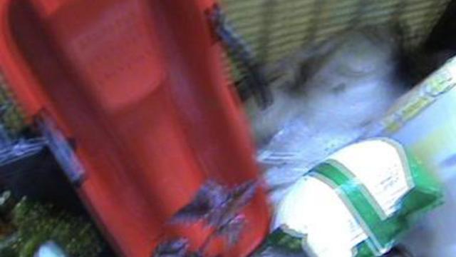 Птенцы в синичнике смотреть онлайн