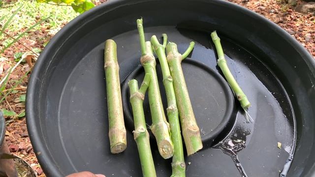 Growing GIANT MILKWEED = CALOTROPIS GIGANTEA (from cuttings) смотреть онлайн