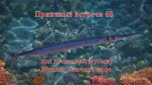 Приятные встречи 60 Тилозур Красноморский щука-игла под душевную музыку Blonker Уличное кафе