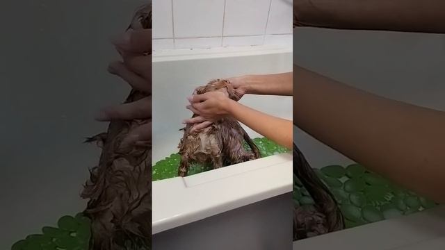 А Вы когда нибудь пробовали помыть Мейн Куна? смотреть онлайн