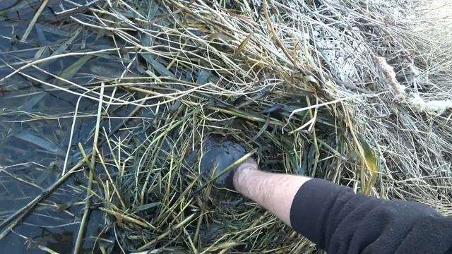 Рыбалка руками в Казахстане. Тараз. смотреть онлайн