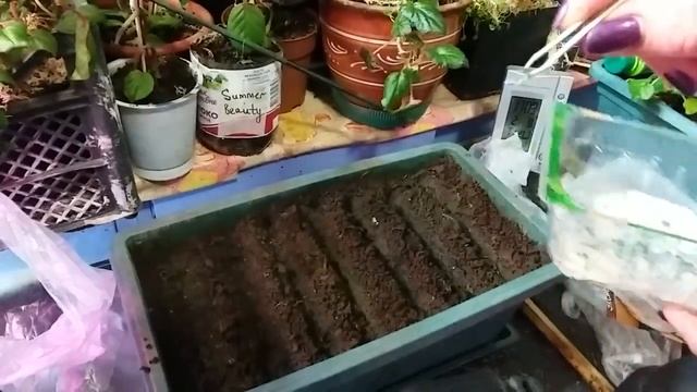 Посев самого сочного, сладкого и крупного лука - ЭКСИБИШН! смотреть онлайн