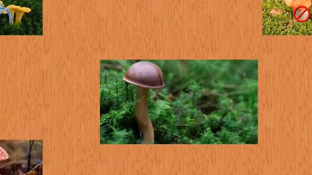 игра природа для малышей смотреть онлайн