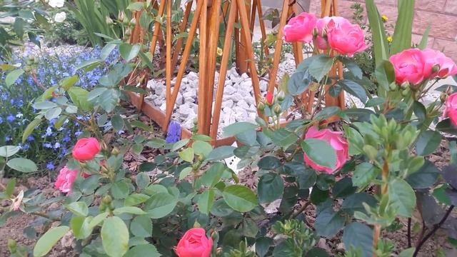 Розы из питомника ГРАНДИФЛОРА. Часть 1. смотреть онлайн