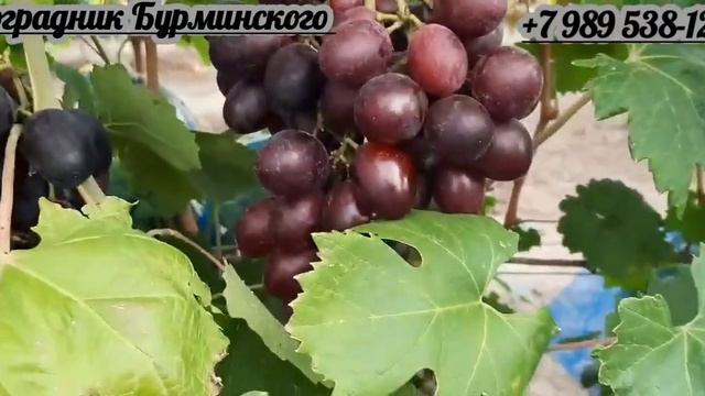 ГФ. Винограда ТОРНАДО (Калугин В.М.). смотреть онлайн