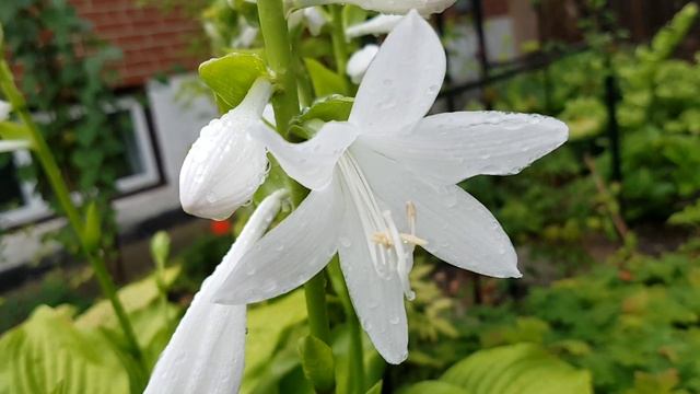 庭园花卉－浓香大花玉簪Hosta plantaginea/ August lily смотреть онлайн