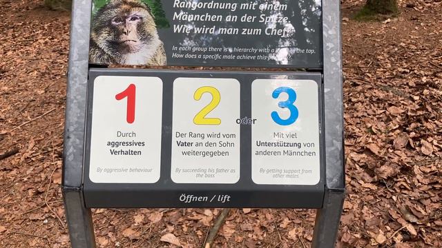 В ГЕРМАНИИ ПОСЕЛИЛИСЬ ОБЕЗЪЯНЫ! КАК? BODENSEE УДИВЛЯЕТ! смотреть онлайн