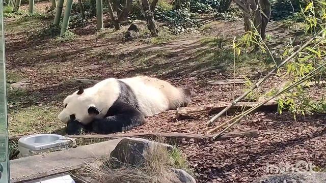 Зоопарк ? Шёнбрунн, Вена смотреть онлайн
