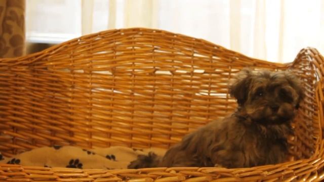 щенок русской цветной болонки смотреть онлайн