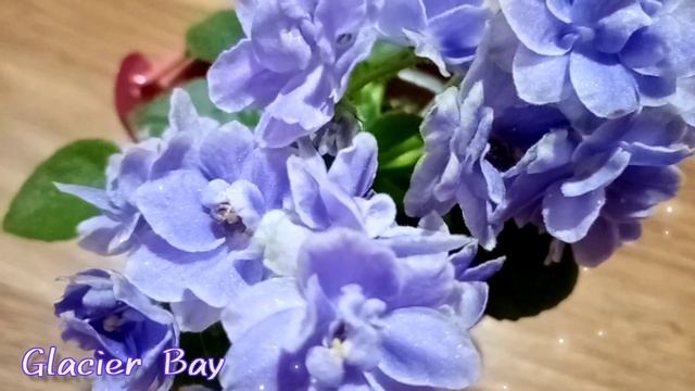 Фиалка миниатюра Glacier Bay в цветении в декабре. смотреть онлайн