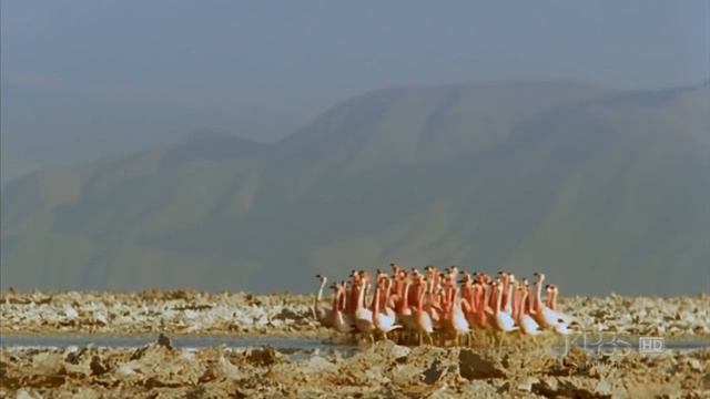 (Hilarious) Andean flamingo mating dance | NATURE | "Andes: The Dragon's Back" смотреть онлайн