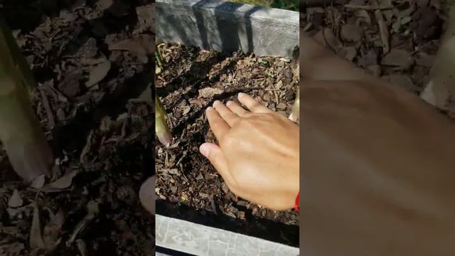 ງາມແຮງ ໜໍ່ໄມ້ຝຣັ່ງປູກໃສ່ໂຖກະໄດ້ເກັບກິນຢູ່ #Asparagus