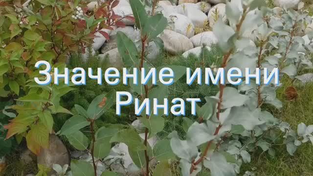 Значение имени Ринат. Толкование, судьба, характер смотреть онлайн
